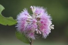 Syzygium wilsonii