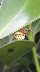 Araneus horizonte