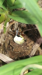 Araneus horizonte