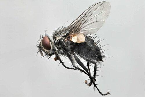 Oswaldia spectabilis