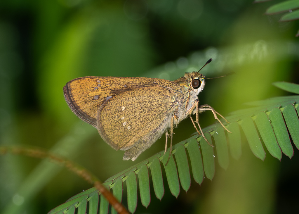 Formosan Swift