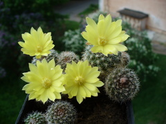 Parodia formosa