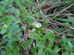 Cerastium brachypodum