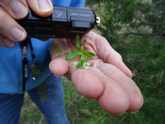 Cerastium brachypodum
