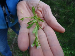 Cerastium brachypodum
