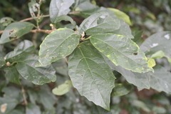 Gmelina leichhardtii