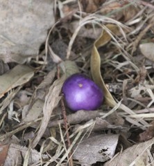 Gmelina leichhardtii