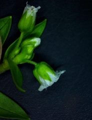 Cerastium brachypodum