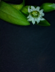 Cerastium brachypodum