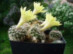 Parodia formosa