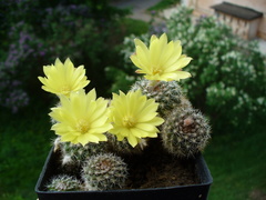 Parodia formosa