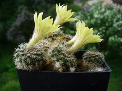 Parodia formosa