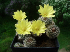 Parodia formosa