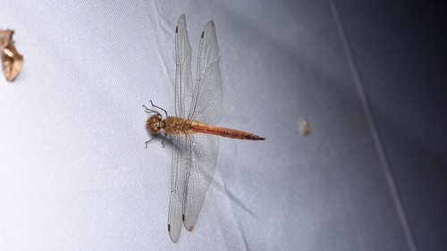 Wandering Glider