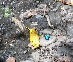 Lymanopoda caeruleata