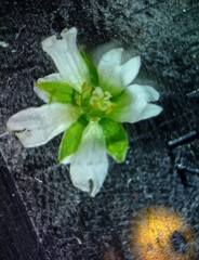 Cerastium brachypodum