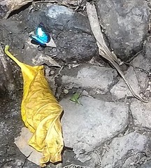 Lymanopoda caeruleata