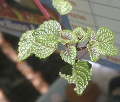 Coleus nitidus