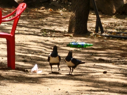 Pied Crow