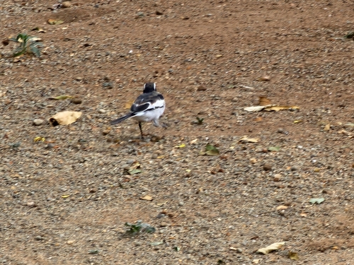 African Pied Wagtail
