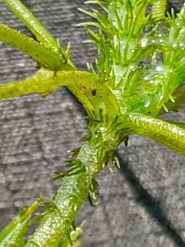 hedgehog stonewort (Chara aculeolata)