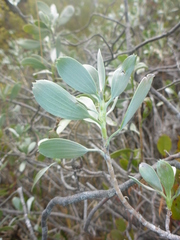 Geranium cuneatum tridens