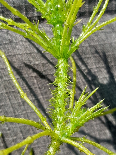 Image of Chara aculeolata by (c) Andre Hosper, some rights reserved (CC BY)