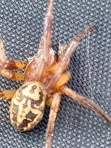 Furrow Orbweaver, 1121 NX Landsmeer, Nederland, photo 7 of 10