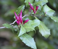 Graptophyllum ilicifolium