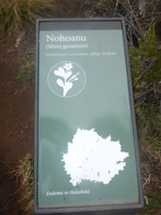 Geranium cuneatum tridens