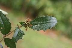 Graptophyllum reticulatum