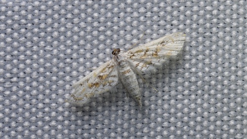 Hydrilla Leafcutter Moth