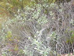 Geranium cuneatum tridens