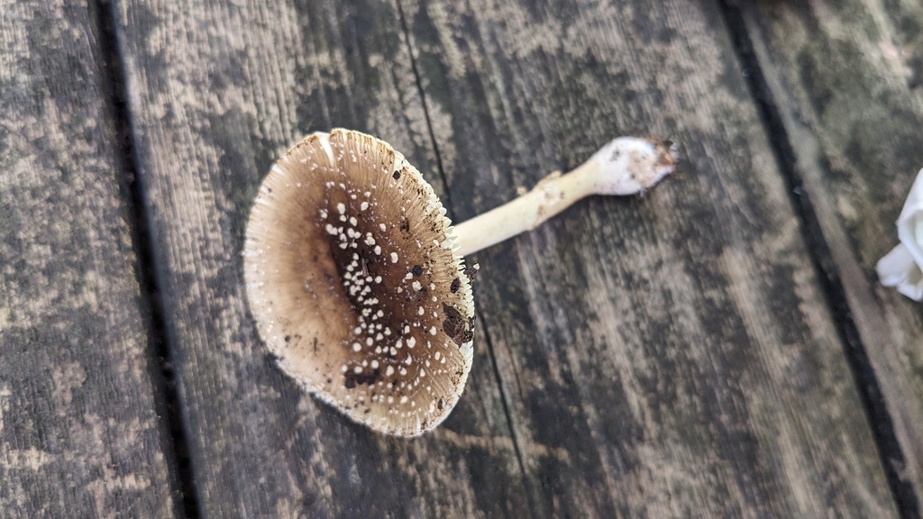 Amanita sychnopyramis · August 2023 · photo: © atsushi_nakajima_cirque (iNaturalist, cc-by)
