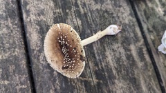 テングタケダマシ