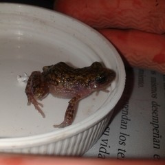 Eleutherodactylus verrucipes