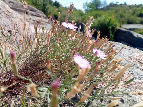 Dianthus hypanicus, photograph 4