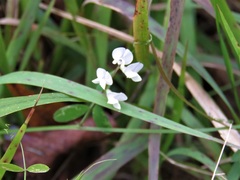 Vicia floridana