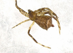 Episinus amoenus
