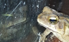 Rhinella ornata