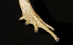 Rhinella ornata
