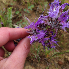 Salvia carduacea