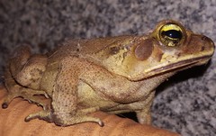 Rhinella ornata