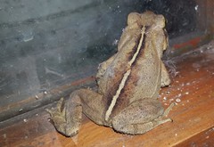 Rhinella ornata