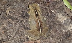 Rhinella ornata