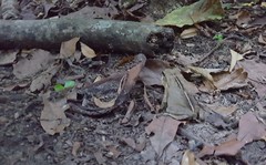 Rhinella ornata