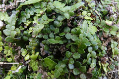 Blechnum blechnoides