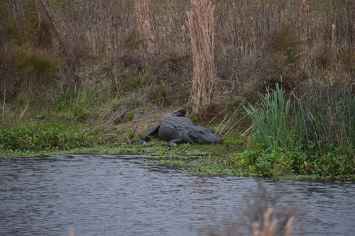 American alligator