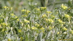 Tropidocarpum gracile