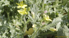 Tropidocarpum gracile